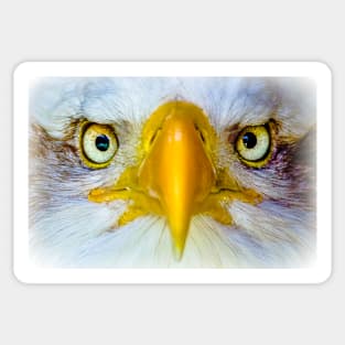 Bald eagle head Sticker